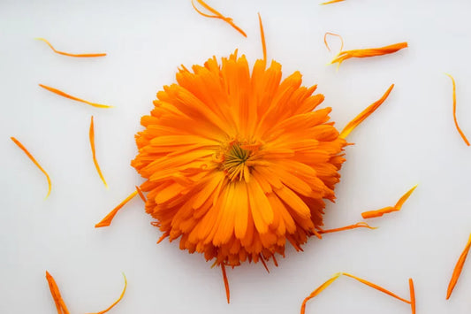 Top 5 Herbs for Candida & Yeast Imbalance